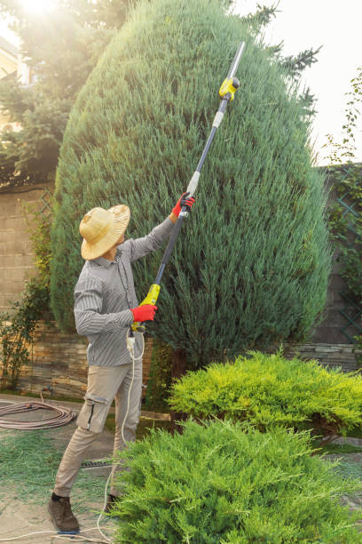 Best Tree Mulching Services  in USA